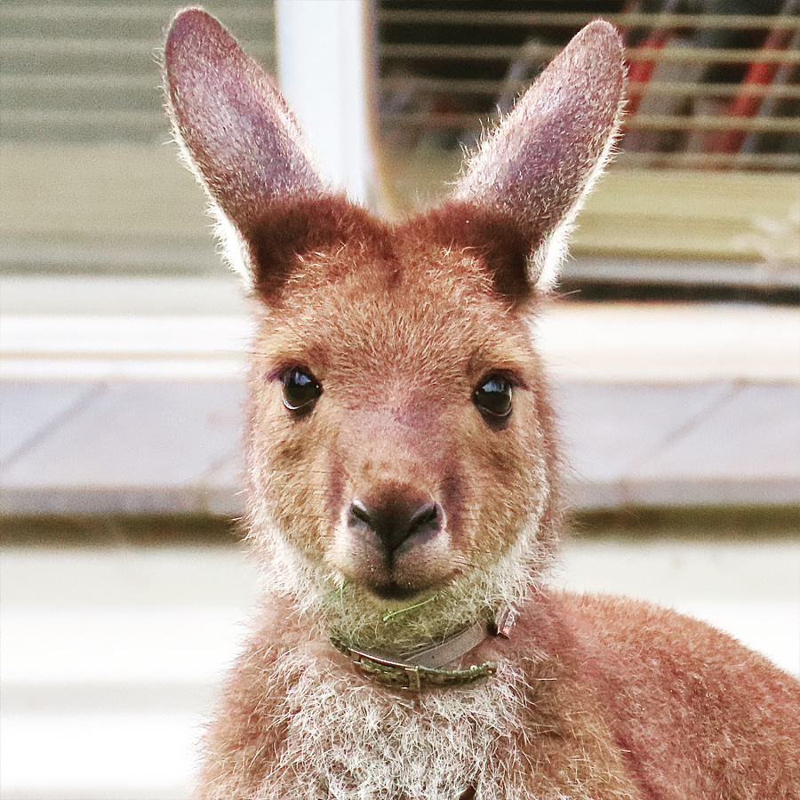 Kangaroo